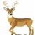 Country Artists Natural World DEER White Tailed BUCK CA04572